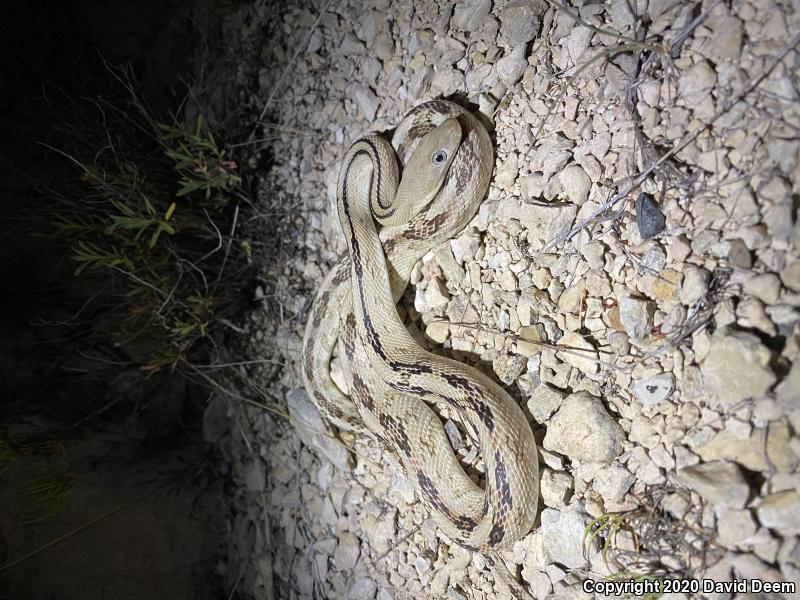 Northern Trans-Pecos Rat Snake (Bogertophis subocularis subocularis)