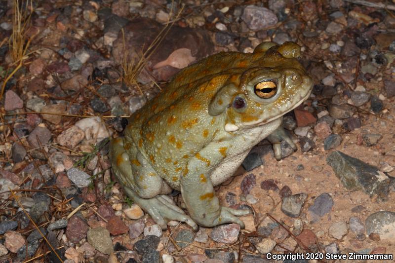 Sonoran Desert Toad (Ollotis alvaria)