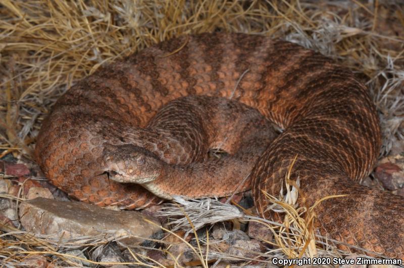 Tiger Rattlesnake (Crotalus tigris)