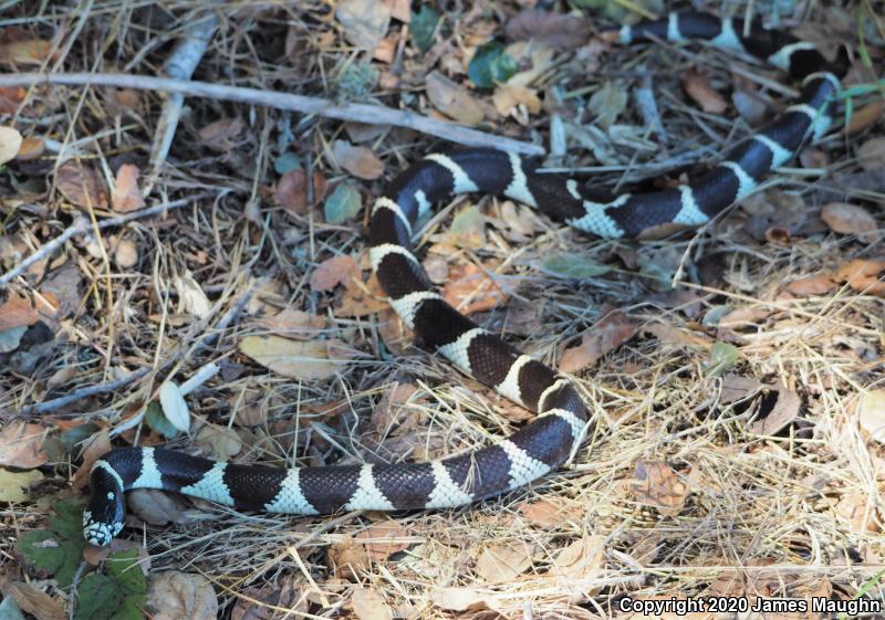 California Kingsnake (Lampropeltis getula californiae)