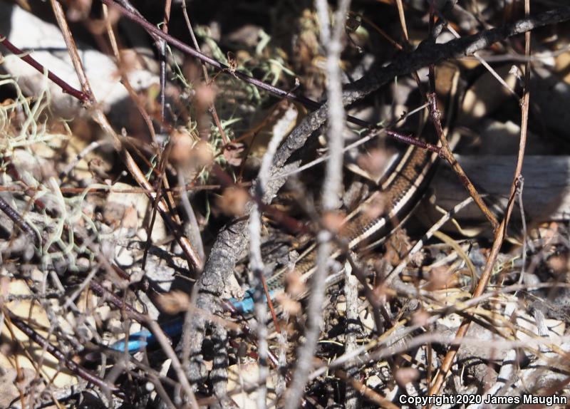 Western Skink (Plestiodon skiltonianus skiltonianus)