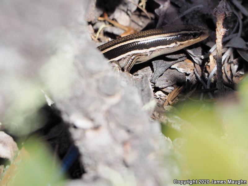 Western Skink (Plestiodon skiltonianus skiltonianus)