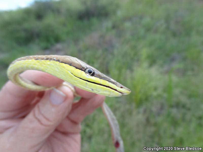 Brown Vinesnake (Oxybelis aeneus)