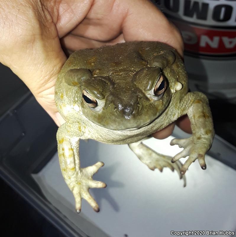 Sonoran Desert Toad (Ollotis alvaria)