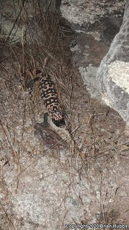 Reticulate Gila Monster (Heloderma suspectum suspectum)