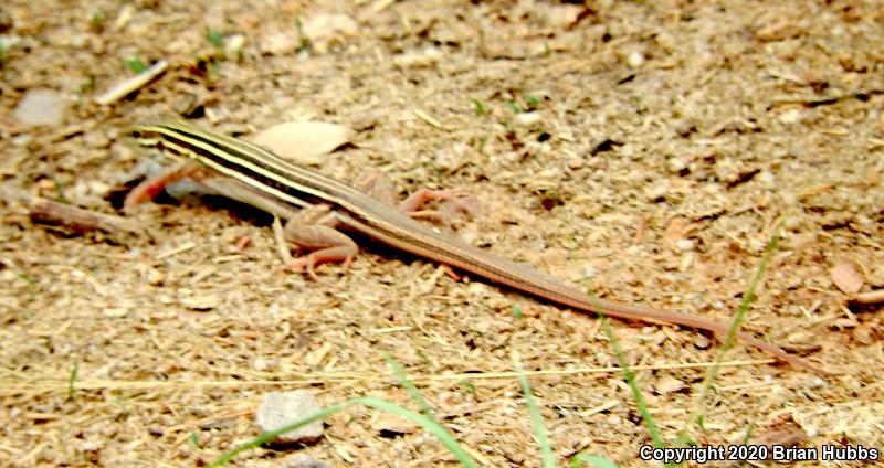 Sonoran Spotted Whiptail (Aspidoscelis sonorae)