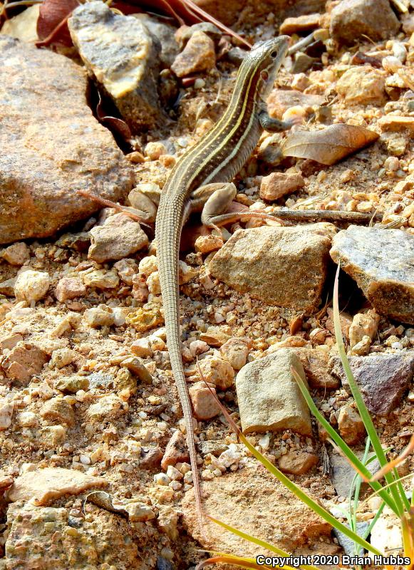 Sonoran Spotted Whiptail (Aspidoscelis sonorae)