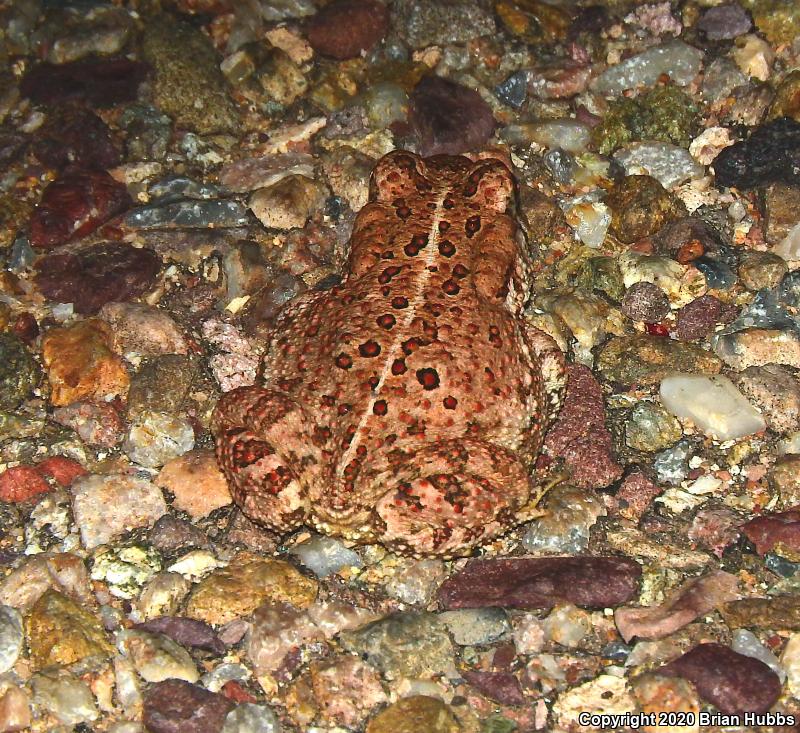 SouthWestern Woodhouse's Toad (Anaxyrus woodhousii australis)