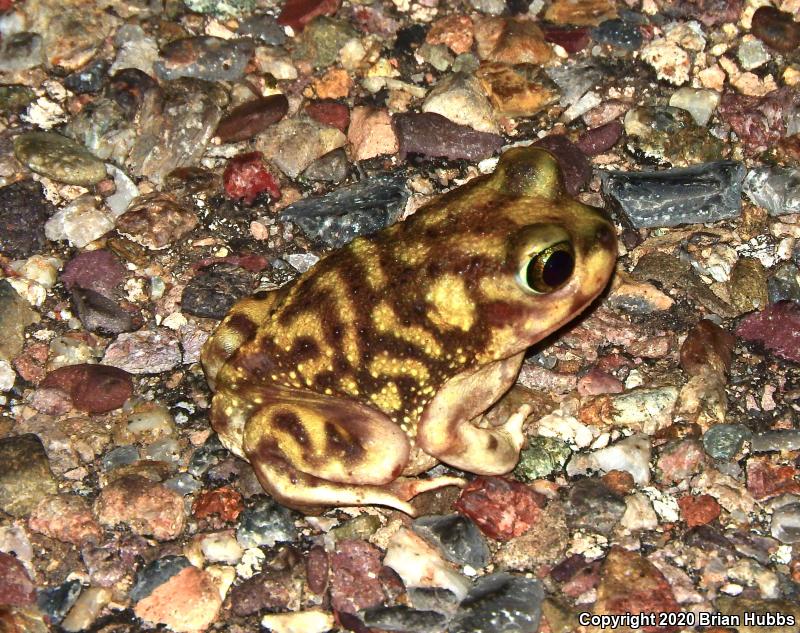 Couch's Spadefoot (Scaphiopus couchii)