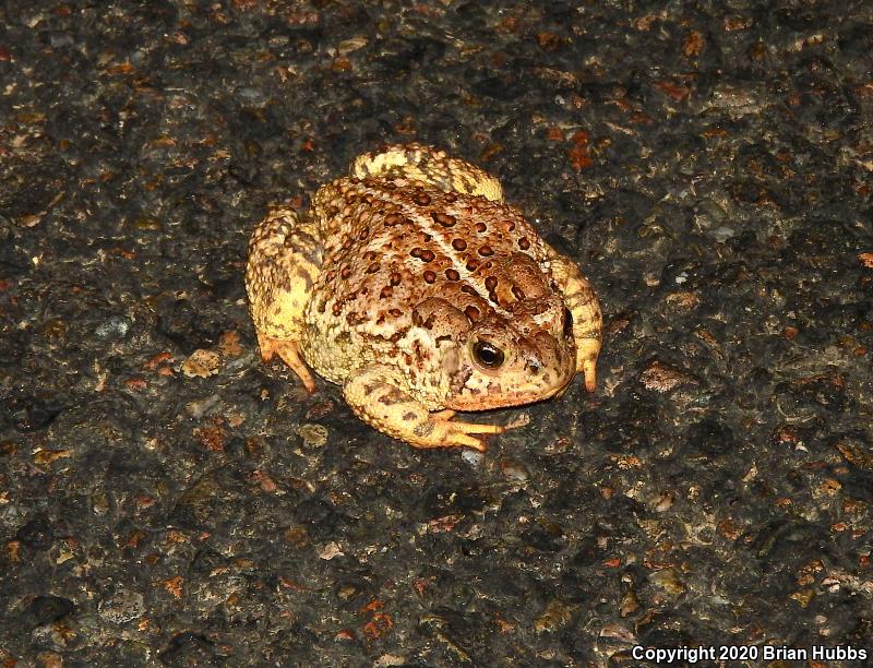 SouthWestern Woodhouse's Toad (Anaxyrus woodhousii australis)