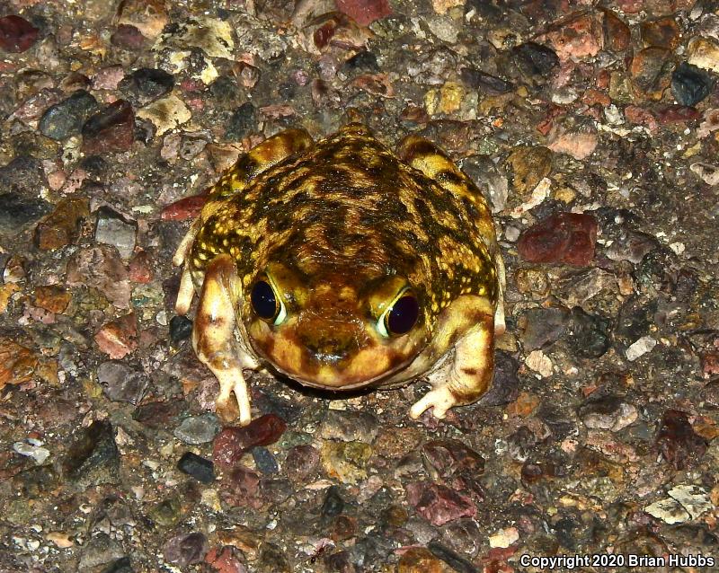 Couch's Spadefoot (Scaphiopus couchii)