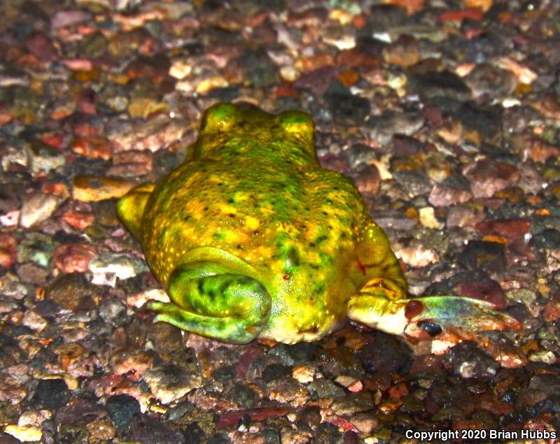 Couch's Spadefoot (Scaphiopus couchii)