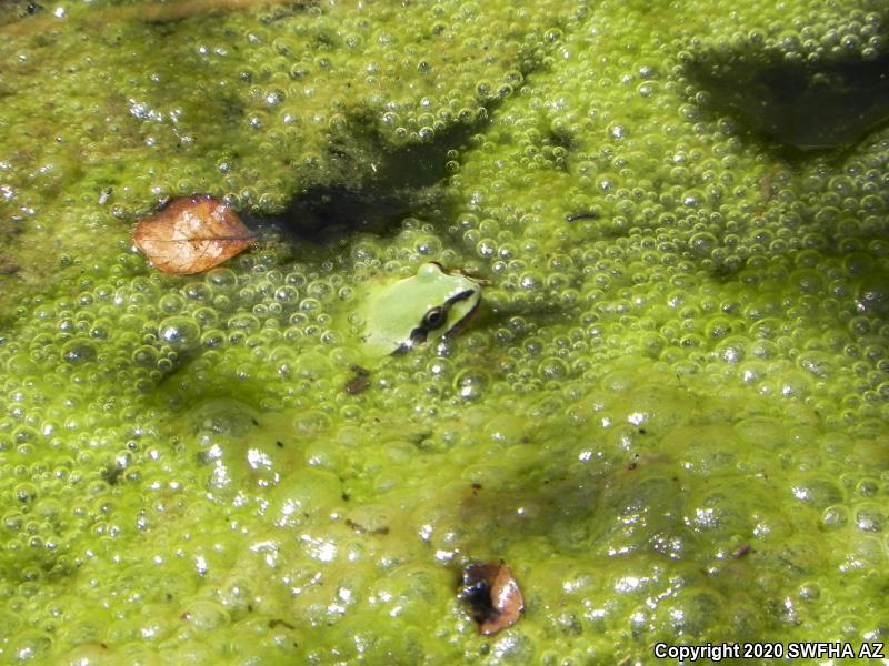 Arizona Treefrog (Hyla wrightorum)