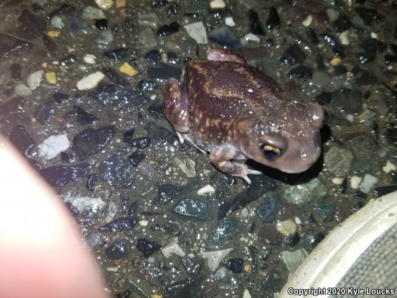 Eastern Spadefoot (Scaphiopus holbrookii)