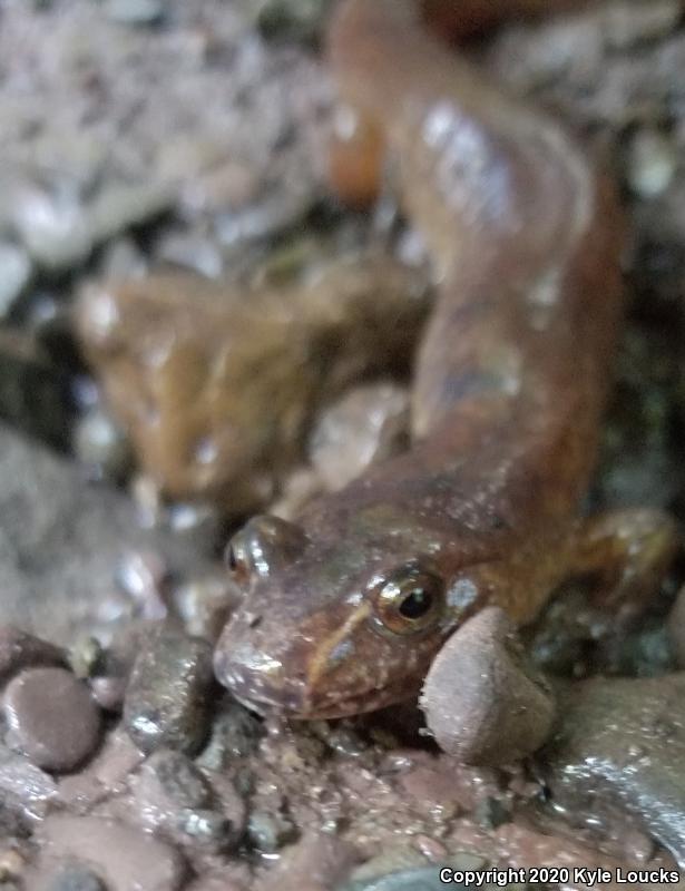 Northern Spring Salamander (Gyrinophilus porphyriticus porphyriticus)