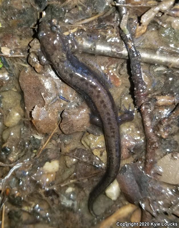 Allegheny Mountain Dusky Salamander (Desmognathus ochrophaeus)