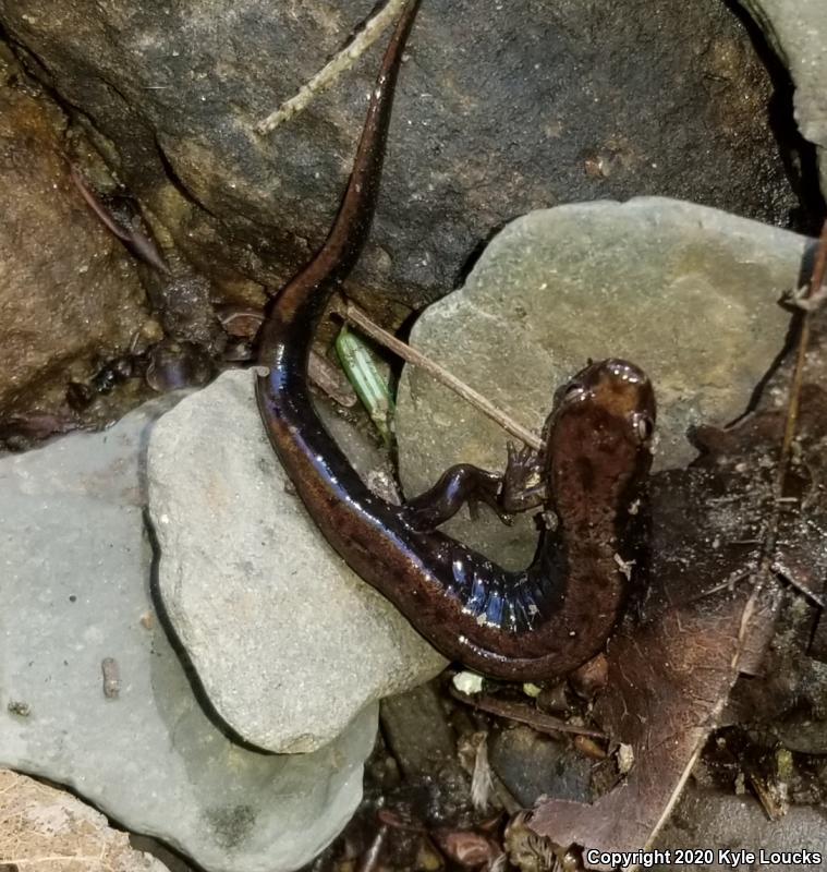 Allegheny Mountain Dusky Salamander (Desmognathus ochrophaeus)