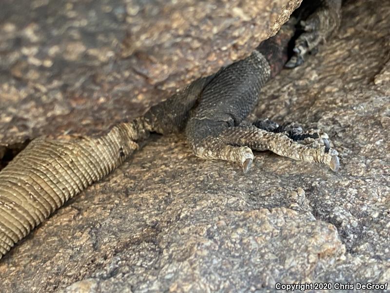 Common Chuckwalla (Sauromalus ater)