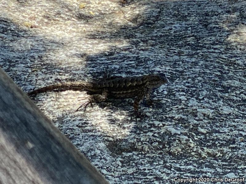 Western Fence Lizard (Sceloporus occidentalis)