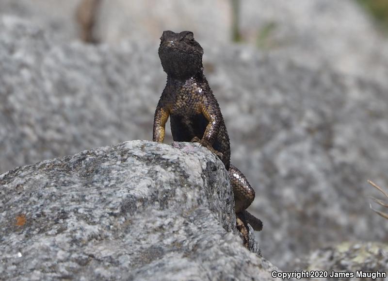 Coast Range Fence Lizard (Sceloporus occidentalis bocourtii)