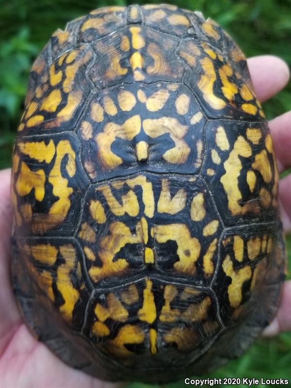 Eastern Box Turtle (Terrapene carolina carolina)