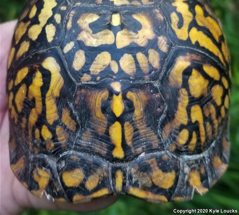 Eastern Box Turtle (Terrapene carolina carolina)