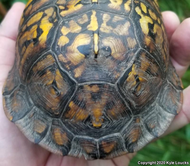 Eastern Box Turtle (Terrapene carolina carolina)