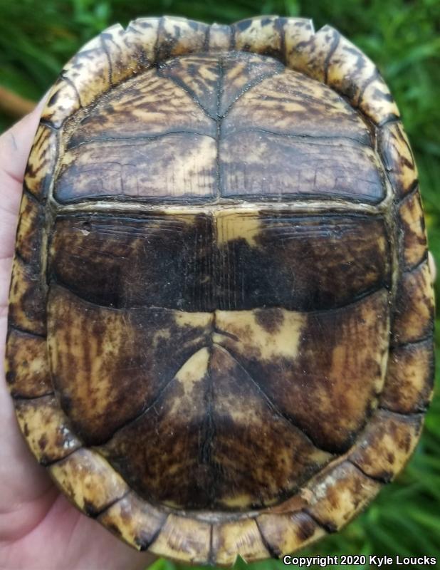 Eastern Box Turtle (Terrapene carolina carolina)