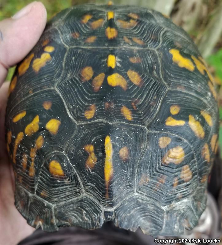 Eastern Box Turtle (Terrapene carolina carolina)