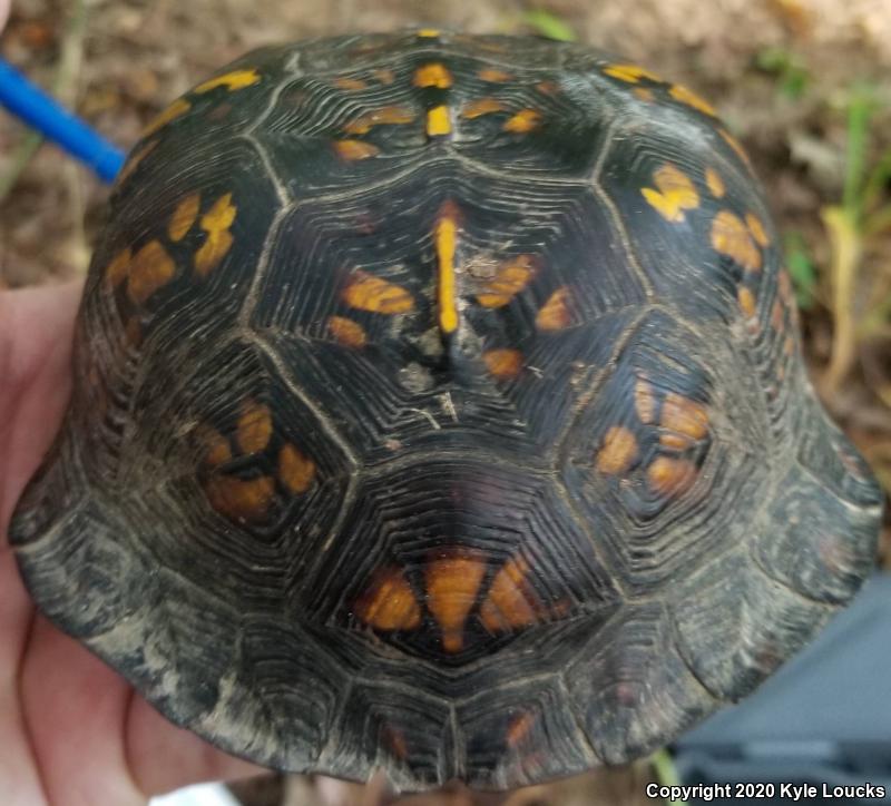 Eastern Box Turtle (Terrapene carolina carolina)