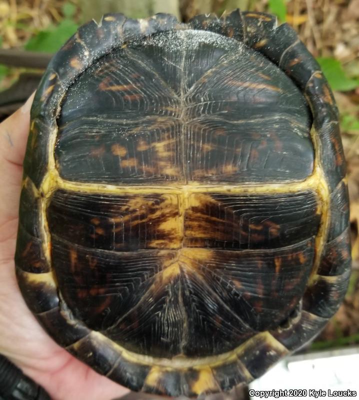 Eastern Box Turtle (Terrapene carolina carolina)