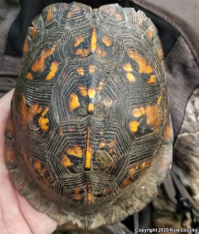 Eastern Box Turtle (Terrapene carolina carolina)