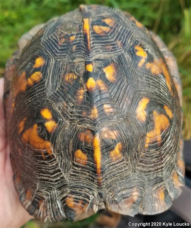 Eastern Box Turtle (Terrapene carolina carolina)