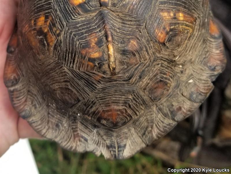 Eastern Box Turtle (Terrapene carolina carolina)