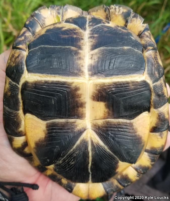 Eastern Box Turtle (Terrapene carolina carolina)