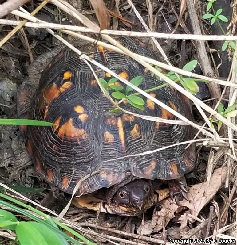 Eastern Box Turtle (Terrapene carolina carolina)