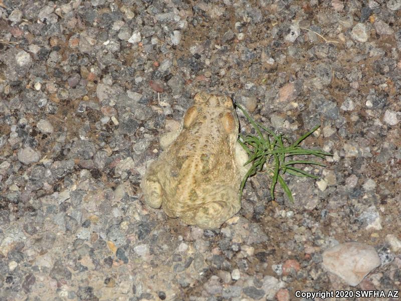 SouthWestern Woodhouse's Toad (Anaxyrus woodhousii australis)