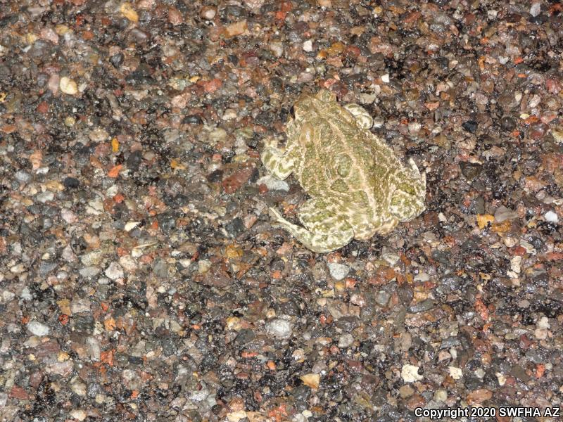 Great Plains Toad (Anaxyrus cognatus)