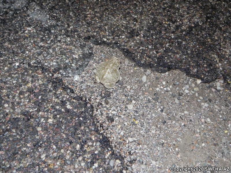 Great Plains Toad (Anaxyrus cognatus)