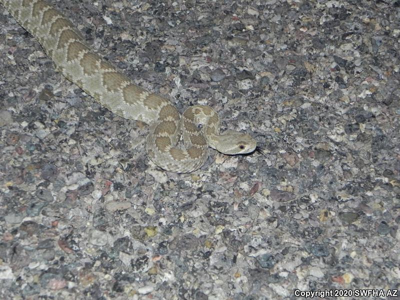 Mohave Rattlesnake (Crotalus scutulatus scutulatus)