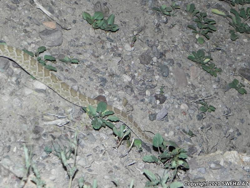 Mohave Rattlesnake (Crotalus scutulatus scutulatus)