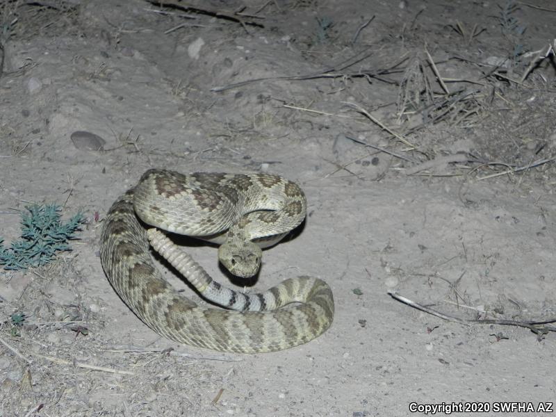 Mohave Rattlesnake (Crotalus scutulatus scutulatus)