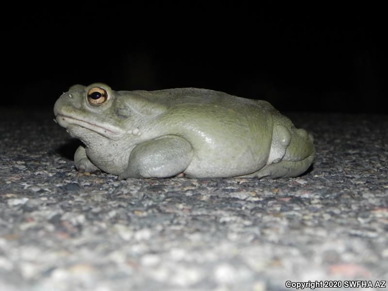 Sonoran Desert Toad (Ollotis alvaria)