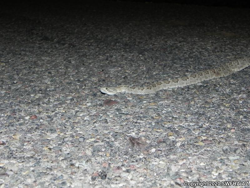 Mohave Rattlesnake (Crotalus scutulatus scutulatus)