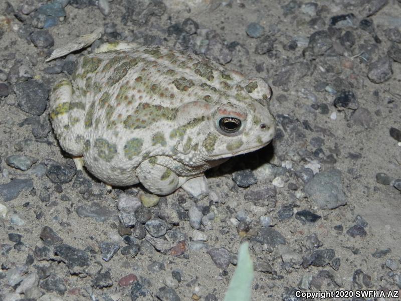 Great Plains Toad (Anaxyrus cognatus)