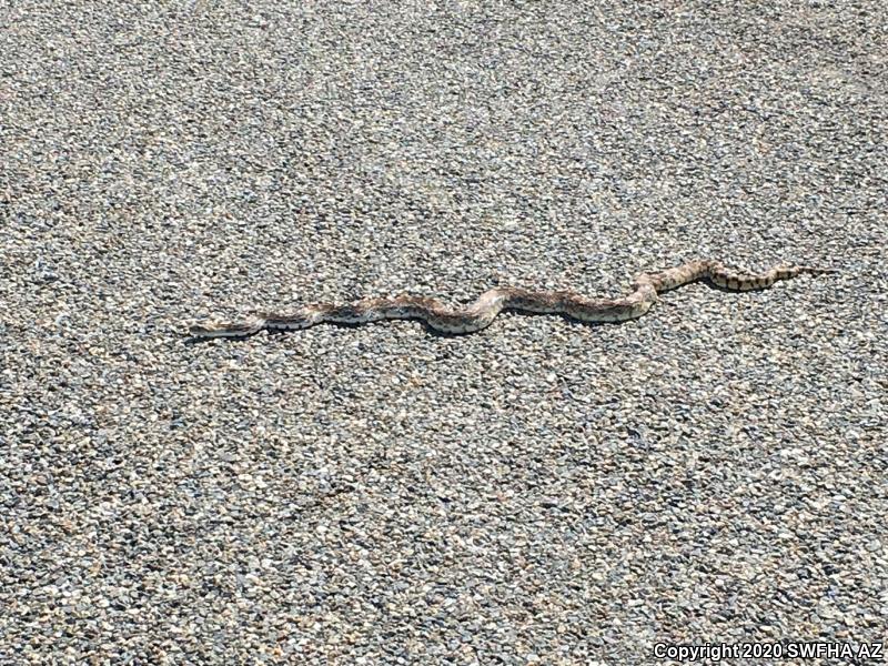 Sonoran Gopher Snake (Pituophis catenifer affinis)