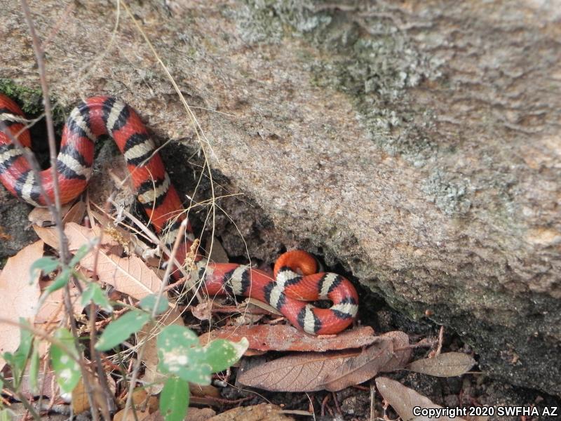 Arizona Mountain Kingsnake (Lampropeltis pyromelana pyromelana)