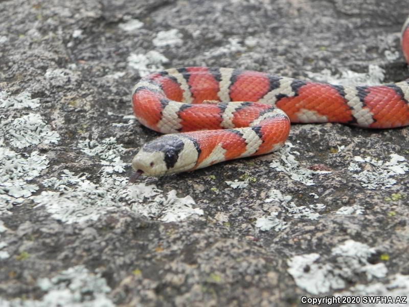 Arizona Mountain Kingsnake (Lampropeltis pyromelana pyromelana)