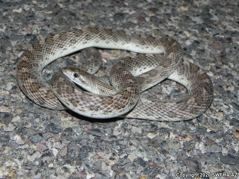 Arizona Glossy Snake (Arizona elegans noctivaga)