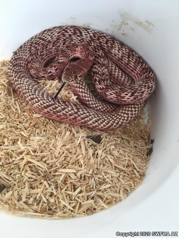 Sonoran Coachwhip (Coluber flagellum cingulum)